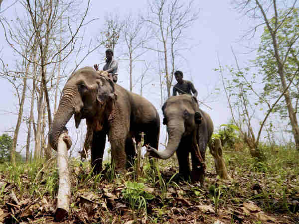 উত্তরবঙ্গের অভয়ারণ্য ও জাতীয় উদ্যানগুলিতেও শুরু হাতি শুমারি উত্তরবঙ্গের অভয়ারণ্য ও জাতীয় উদ্যানগুলিতেও শুরু হাতি শুমারি