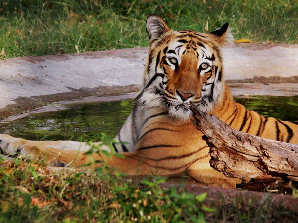 বক্সা ও জলদাপাড়া অভয়ারণ্যে রয়্যাল বেঙ্গল টাইগার আনছে রাজ্য বক্সা ও জলদাপাড়া অভয়ারণ্যে রয়্যাল বেঙ্গল টাইগার আনছে রাজ্য