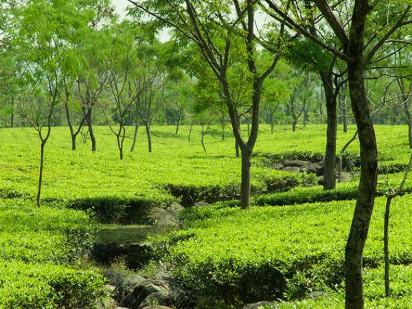 ডুয়ার্সের আনাচে-কানাচে