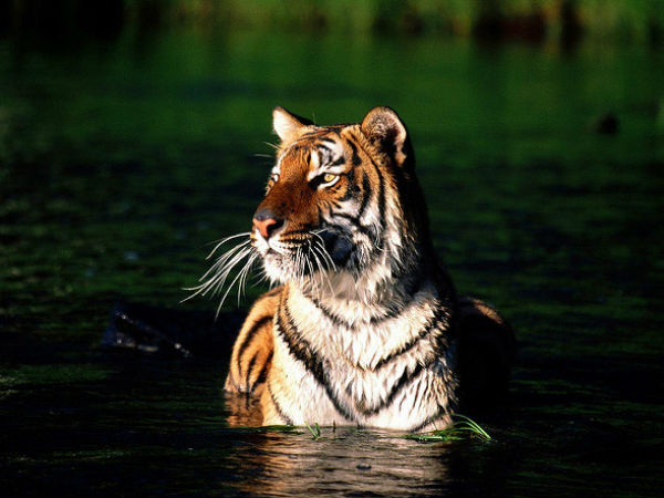 বক্সা ব্যাঘ্র সংরক্ষণ