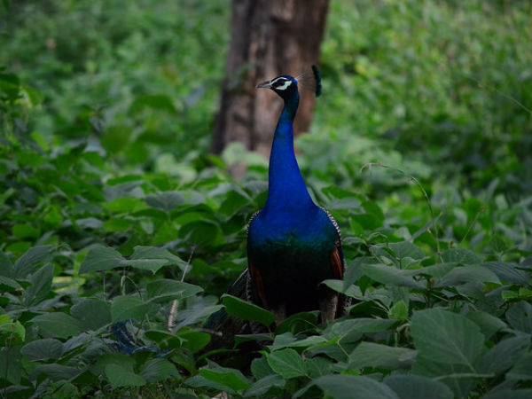 গরুমারা ন্যাশনাল পার্ক