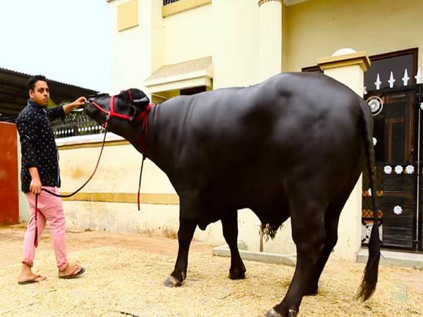 এই মহিষের বীর্য কত লক্ষ টাকায় বিকোয় শুনলে চোখ কপালে উঠবে এই মহিষের বীর্য কত লক্ষ টাকায় বিকোয় শুনলে চোখ কপালে উঠবে