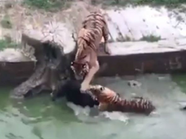 চিনে বাঘের খাচায় ফেলে দেওয়া হল গাধা, নারকীয় সেই ভিডিও এখন ভাইরাল ইন্টারনেটে চিনে বাঘের খাচায় ফেলে দেওয়া হল গাধা, নারকীয় সেই ভিডিও এখন ভাইরাল ইন্টারনেটে