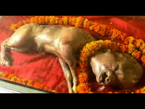 যোগীরাজ্যে মানুষের মুখ নিয়ে জন্মালো গরু, আসল ঘটনা ঘটল তারপর যোগীরাজ্যে মানুষের মুখ নিয়ে জন্মালো গরু, আসল ঘটনা ঘটল তারপর