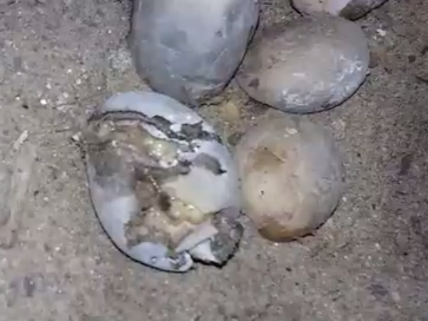 মিড ডে মিলে পচা আলু মিড ডে মিলে পচা আলু