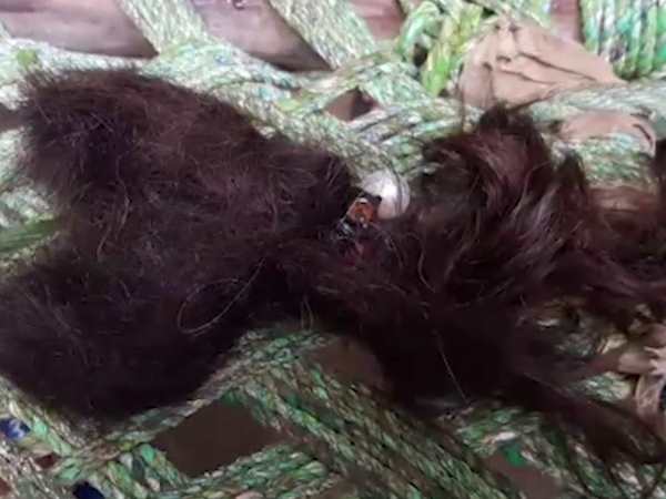 টাকার লোভে এই কাজও সম্ভব টাকার লোভে এই কাজও সম্ভব