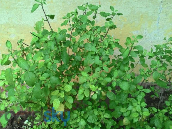 তুলসীর অভিশাপ