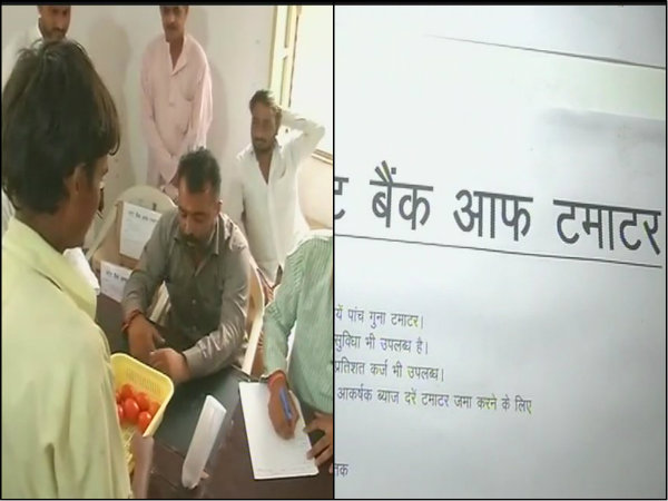 দেশের এই রাজ্যে খোলা হল 'স্টেট ব্যাঙ্ক অব টম্যাটো' দেশের এই রাজ্যে খোলা হল 'স্টেট ব্যাঙ্ক অব টম্যাটো'