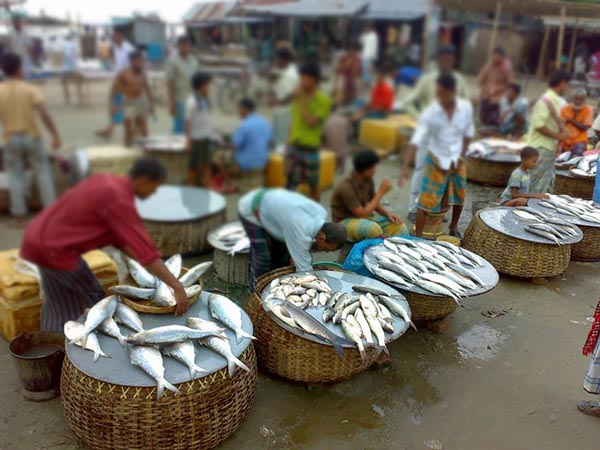 পশ্চিমবঙ্গবাসীর হাত থেকে ছিটকে গেল ইলিশ! পশ্চিমবঙ্গবাসীর হাত থেকে ছিটকে গেল ইলিশ!