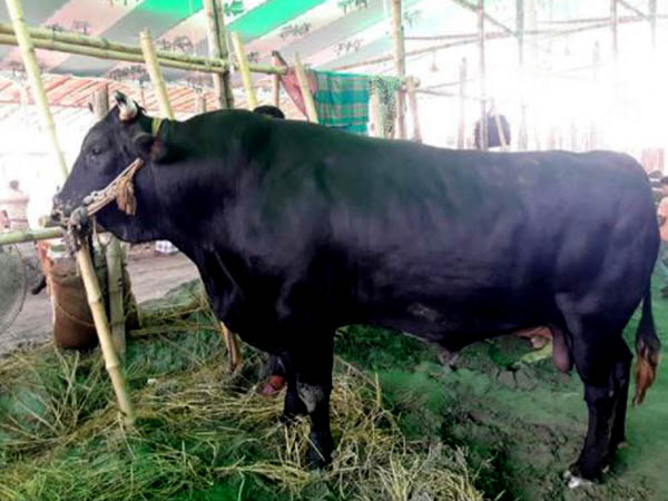 অনেক বাবুর নাম শুনেছেন, কালা বাবুকে চেনেন, দাম শুনলে ভিরমি খাবেন অনেক বাবুর নাম শুনেছেন, কালা বাবুকে চেনেন, দাম শুনলে ভিরমি খাবেন