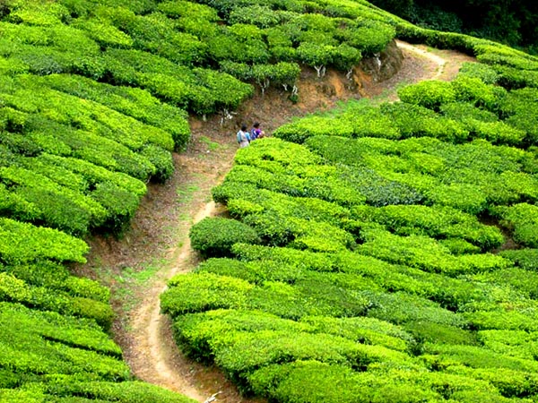 মুন্নার
