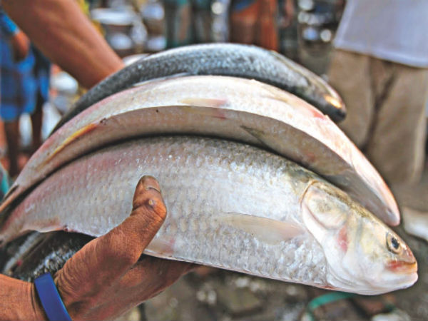 আড়তে পড়ে টন টন মাছ, আবহাওয়া অনুকূল থাকলে ইলিশের দাম আরও কমতে পারে আড়তে পড়ে টন টন মাছ, আবহাওয়া অনুকূল থাকলে ইলিশের দাম আরও কমতে পারে