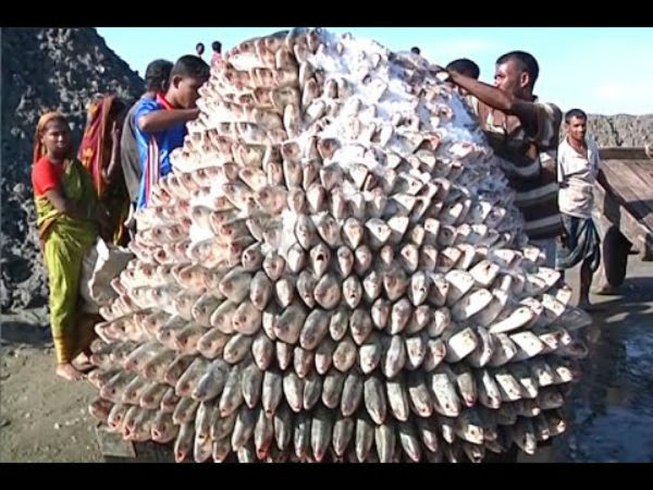 আড়তে পড়ে টন টন মাছ, আবহাওয়া অনুকূল থাকলে ইলিশের দাম আরও কমতে পারে আড়তে পড়ে টন টন মাছ, আবহাওয়া অনুকূল থাকলে ইলিশের দাম আরও কমতে পারে
