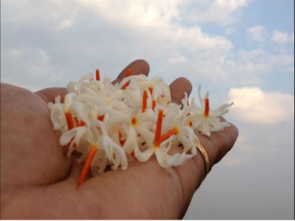 পুজোর শিউলি ফুল পুজোর শিউলি ফুল