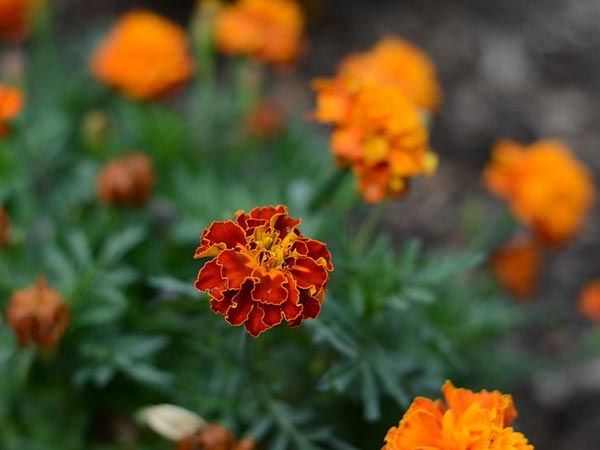গৃহস্বামীর সমৃদ্ধির জন্য