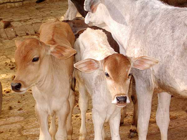 দুগ্ধ উৎপাদনে জোর
