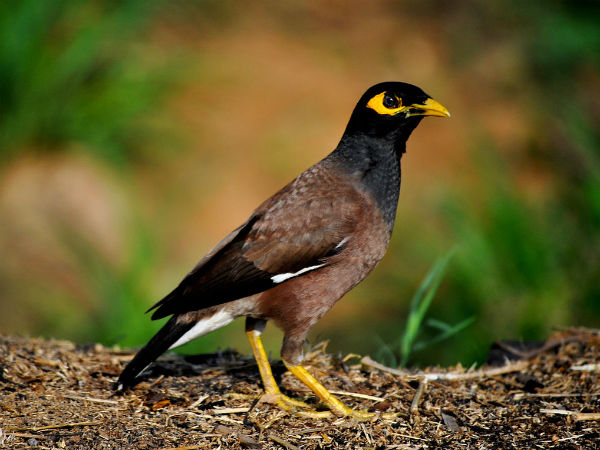 এক শালিক দেখা