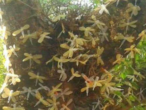১,২ ডিসেম্বর মেলা
