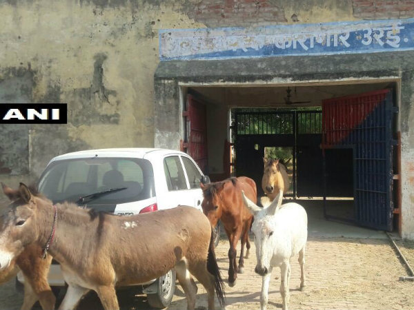 সম্পত্তি নষ্ট করে গ্রেফতার 'গাধা', সাজা খাটল চারদিন সম্পত্তি নষ্ট করে গ্রেফতার 'গাধা', সাজা খাটল চারদিন