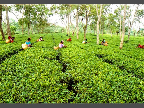 গুয়াহাটিতে সরছে টি বোর্ডের অফিস, কেন্দ্রের সিদ্ধান্তের বিরুদ্ধে আন্দোলনে মমতা গুয়াহাটিতে সরছে টি বোর্ডের অফিস, কেন্দ্রের সিদ্ধান্তের বিরুদ্ধে আন্দোলনে মমতা