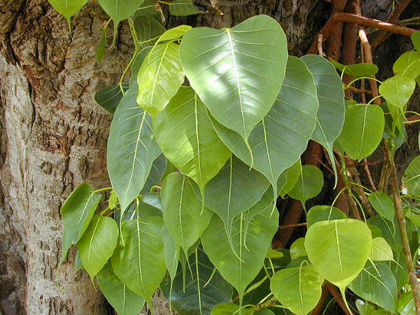 অশ্বত্থ পাতা