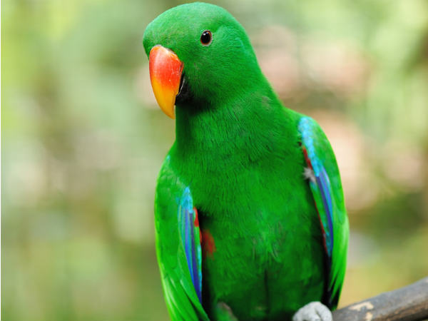 টিয়া পাখী