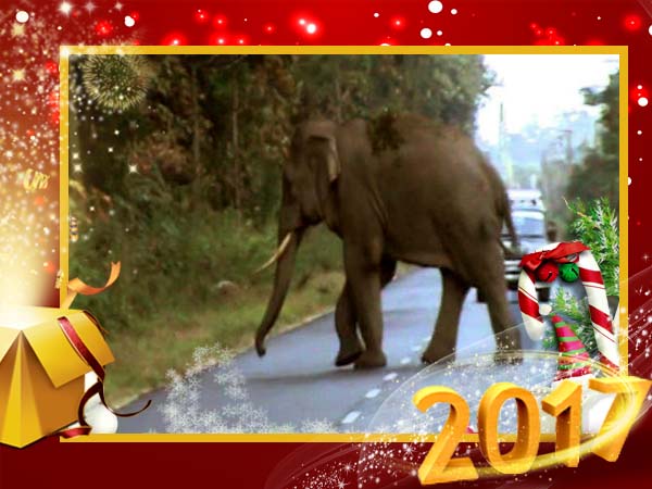 হাতিকে স্যালুট ঠুকে মৃত্যু, বছরের উল্লেখযোগ্য ঘটনার একটি হাতিকে স্যালুট ঠুকে মৃত্যু, বছরের উল্লেখযোগ্য ঘটনার একটি