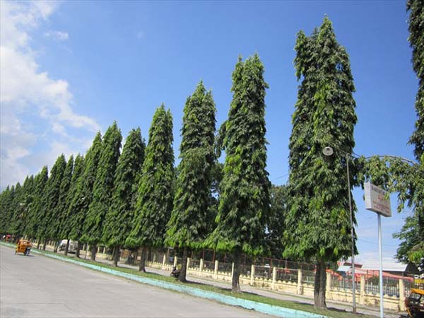 অশোক গাছ
