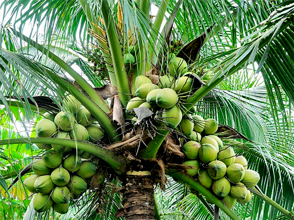 নারকোল গাছ