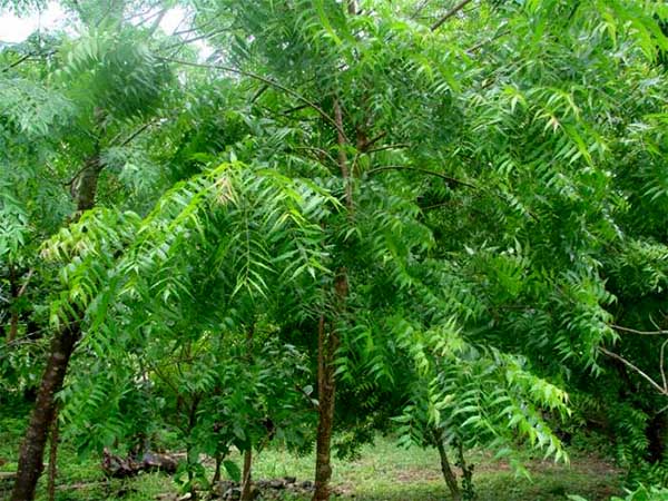 নিম গাছ