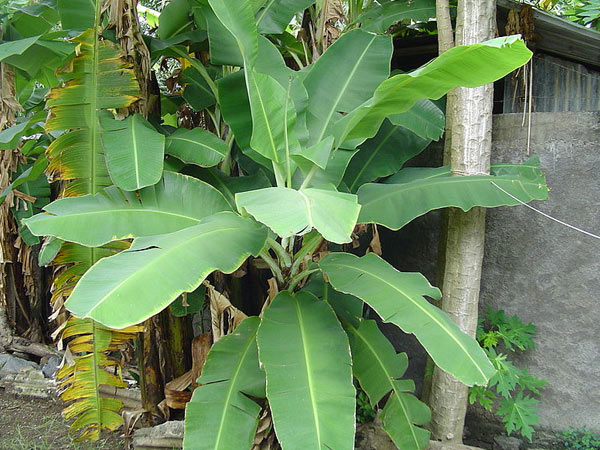 কলাগাছ