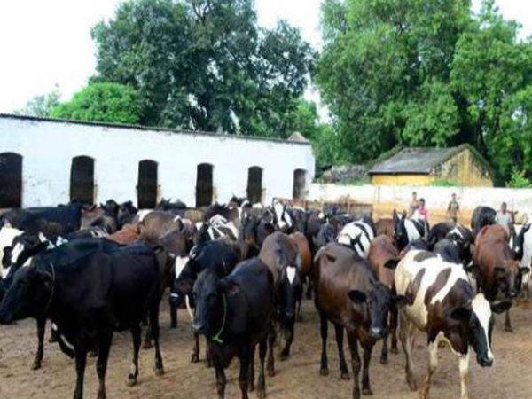 গো-সেবায় আত্মশুদ্ধি, সংশোধনাগারের বন্দিদের জন্য নিদান মোদীর দল শাসিত রাজ্যে গো-সেবায় আত্মশুদ্ধি, সংশোধনাগারের বন্দিদের জন্য নিদান মোদীর দল শাসিত রাজ্যে