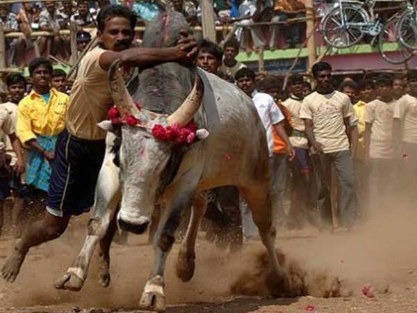 ষাঁড় বশীকরণের খেলায় এক মহিলাকে 'পুরস্কার' হিসাবে ঘোষণা করা হয়, তারপর যা হল ষাঁড় বশীকরণের খেলায় এক মহিলাকে 'পুরস্কার' হিসাবে ঘোষণা করা হয়, তারপর যা হল