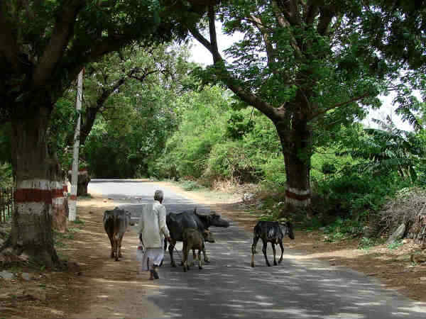 গ্রামে ফোকাস