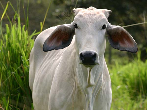 আইরিশ কোম্পানির গবেষণা