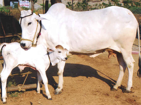 গরুর ফেস রিকগনিশন