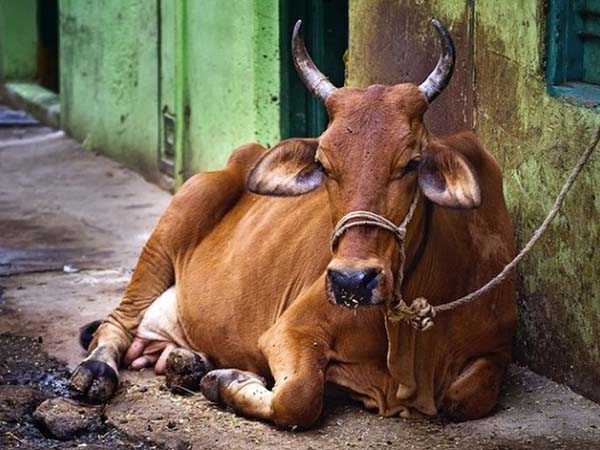 ডেয়ারি শিল্পের উন্নতি