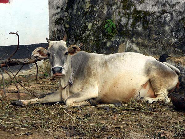 কার্যকারিতা বাড়বে