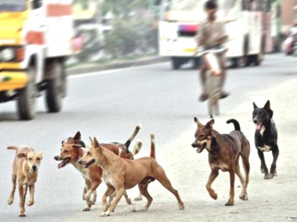 রাস্তা চলতি কুকুররা থেঁতলে মারল ৯ বছরের শিশুকে,চাঞ্চল্য এলাকায় রাস্তা চলতি কুকুররা থেঁতলে মারল ৯ বছরের শিশুকে,চাঞ্চল্য এলাকায়