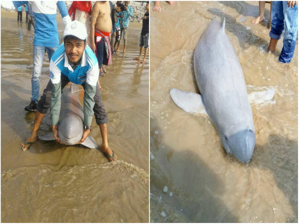 ডলফিনকে ঘিরে পর্যটকদের ভিড় নিউ দিঘায় ডলফিনকে ঘিরে পর্যটকদের ভিড় নিউ দিঘায়