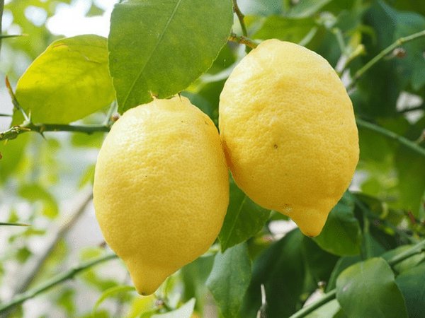 বাড়িতে রাখুন লেবু গাছ