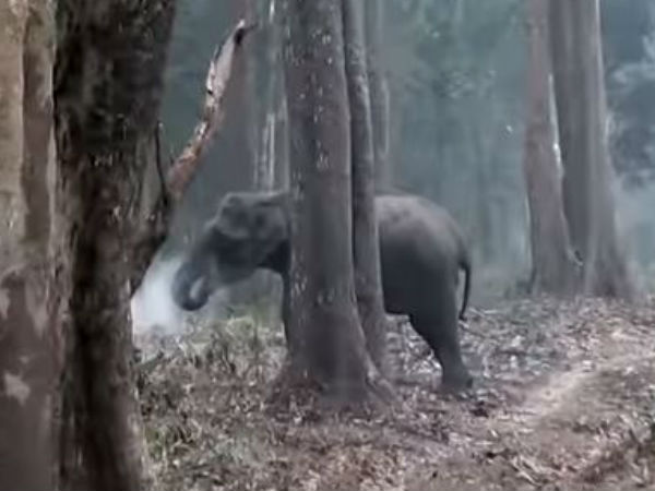 হাতিরাও কি ধূমপান করে! এই ভিডিও দেখে আপনি চোখ কচলাতে বাধ্য হাতিরাও কি ধূমপান করে! এই ভিডিও দেখে আপনি চোখ কচলাতে বাধ্য
