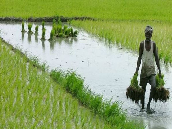 চাষীরা পাচ্ছে না ঋণ, যা নিয়ে পালাচ্ছে অন্য লোক! নাম না করে মোদীকে কটাক্ষ মমতার চাষীরা পাচ্ছে না ঋণ, যা নিয়ে পালাচ্ছে অন্য লোক! নাম না করে মোদীকে কটাক্ষ মমতার