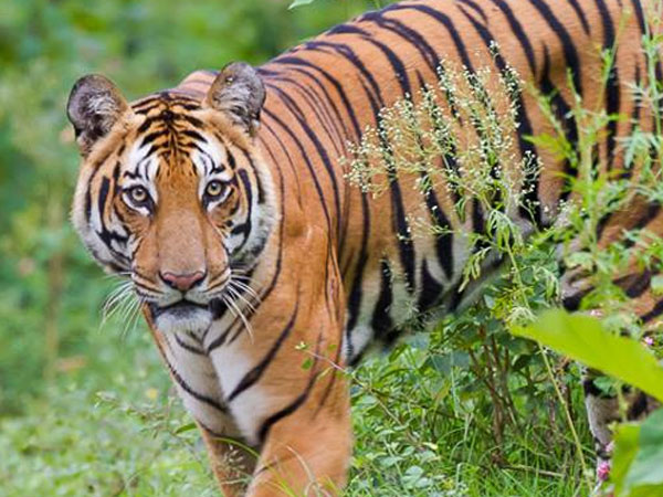 অবশেষে মেদিনীপুরে ধরা পড়ল বাঘ, আহত ৩ শিকারি অবশেষে মেদিনীপুরে ধরা পড়ল বাঘ, আহত ৩ শিকারি