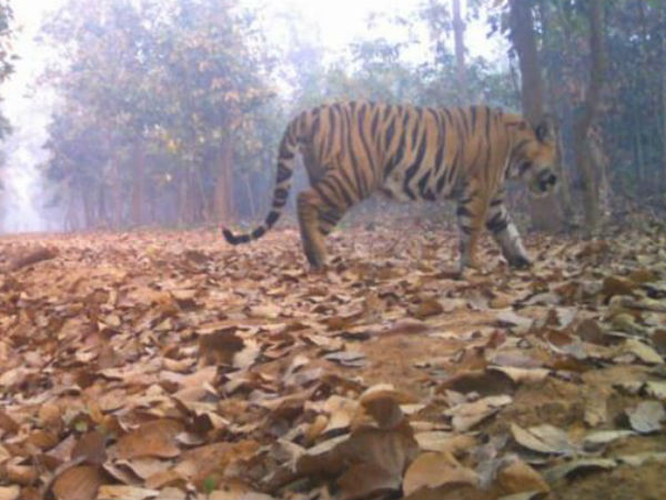 লালগড়ের বাঘ চলেছে কোথায়, কী বলছেন বিশেষজ্ঞরা লালগড়ের বাঘ চলেছে কোথায়, কী বলছেন বিশেষজ্ঞরা