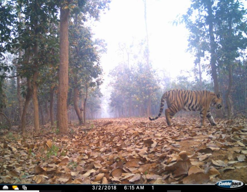 গোয়ালতোড়ে বাঘ ধরতে গিয়ে অস্বাভাবিক মৃত্যু দুই বনকর্মীর গোয়ালতোড়ে বাঘ ধরতে গিয়ে অস্বাভাবিক মৃত্যু দুই বনকর্মীর