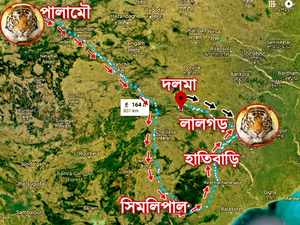 লালগড়ের বাঘ চলেছে কোথায়, কী বলছেন বিশেষজ্ঞরা লালগড়ের বাঘ চলেছে কোথায়, কী বলছেন বিশেষজ্ঞরা