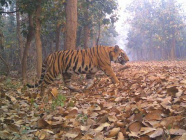 লালগড়ের বাঘ চলেছে কোথায়, কী বলছেন বিশেষজ্ঞরা লালগড়ের বাঘ চলেছে কোথায়, কী বলছেন বিশেষজ্ঞরা