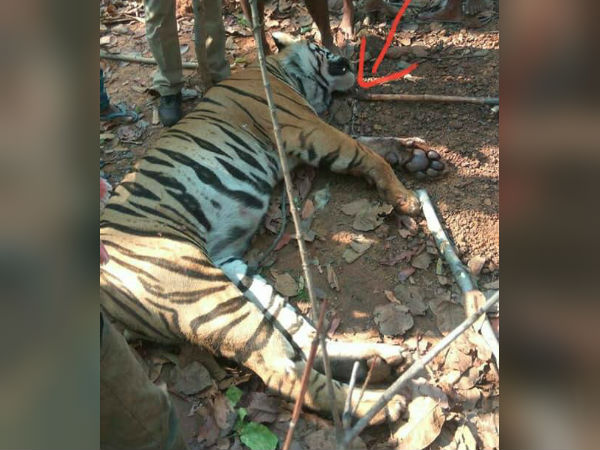 শিকারির শিকার রয়্যাল বেঙ্গল টাইগার! ‘বাঘ-বন্দি খেলা’য় দায় কি এড়াতে পারে বনদফতর শিকারির শিকার রয়্যাল বেঙ্গল টাইগার! ‘বাঘ-বন্দি খেলা’য় দায় কি এড়াতে পারে বনদফতর