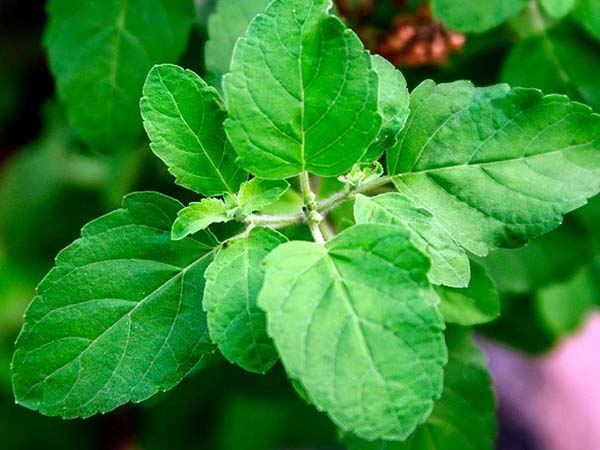 তুলসীর ব্যবহার